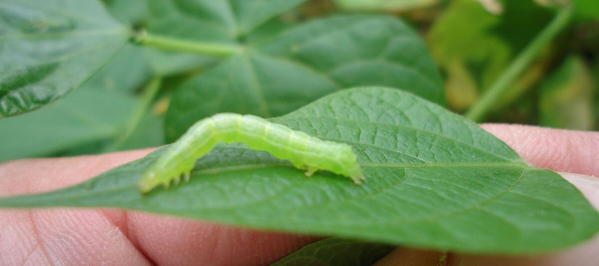 Soybean looper Chrysodeixis includens Larva