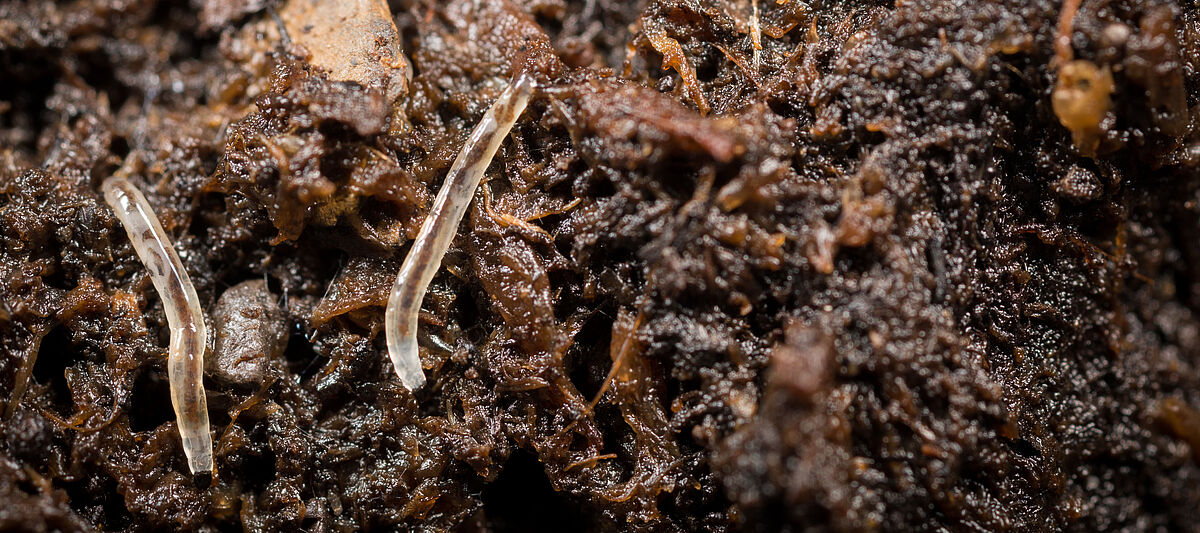 Sciarid fly Bradysia paupera Larval stage