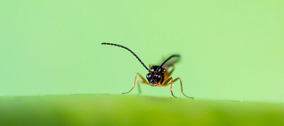 Parasitic wasp Aphidius colemani predating on aphids