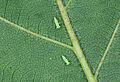 Smaller green leafhopper Empoasca vitis