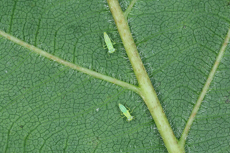 Smaller green leafhopper Empoasca vitis