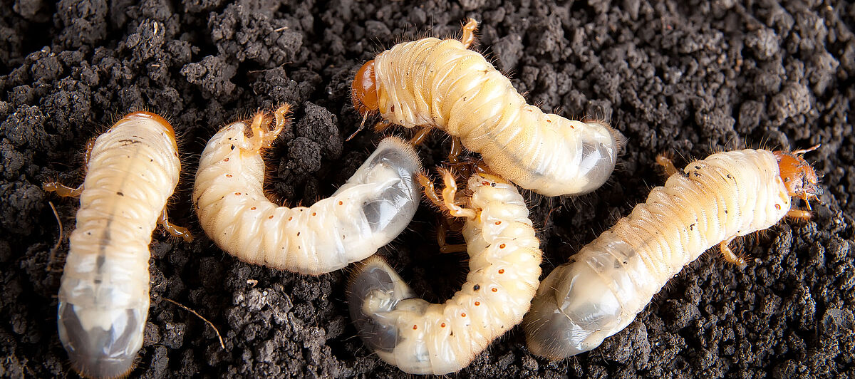 White grub cockchafer Melolontha melolontha Larva